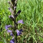 Phelipanche purpurea Fula