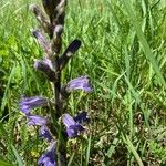 Phelipanche purpurea Flower