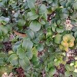 Ligustrum japonicum 整株植物