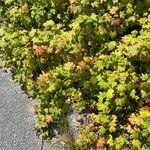 Ribes laxiflorum Hoja