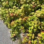 Ribes laxiflorum पत्ता