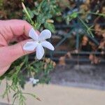 Jasminum grandiflorum花