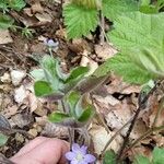 Hepatica nobilisFlower