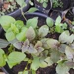 Ocimum americanum Лист
