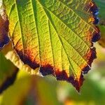 Hamamelis virginiana Leaf