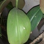 Costus spiralis Leaf