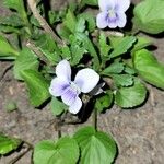 Viola × melissifolia Flower