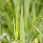 Gladiolus imbricatus Кора