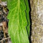 Conyza canadensis Blad