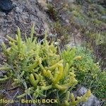 Thesium subsucculentum Habitus