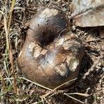 Dioscorea alata Fruit