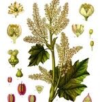 Rheum officinale Feuille