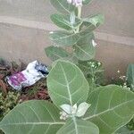 Calotropis gigantea Hoja