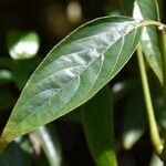 Barleria observatrix Leaf