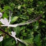 Orthosiphon aristatus Virág