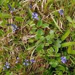Polygala alpina Hábito