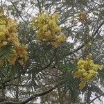 Acacia mearnsii 花