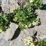 Galium megalospermum Flower