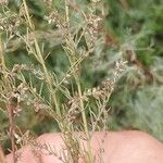 Artemisia marschalliana Fruit