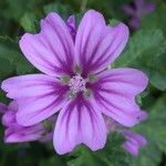 Malva sylvestris Blüte