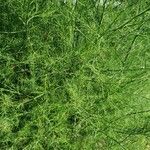 Asparagus officinalis ഇല