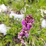 Orchis spitzelii Квітка