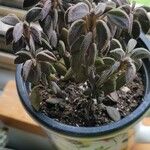 Peperomia asperula Hoja