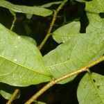 Margaritaria nobilis Leaf
