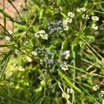Valerianella dentata Çiçek