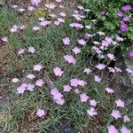 Dianthus plumarius Cvet