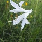 Paradisea liliastrum Flower