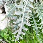 Centaurea cineraria Leaf