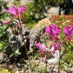 Pelargonium endlicherianum