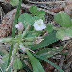 Trifolium ornithopodioides Lorea