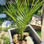 Phoenix canariensis പുഷ്പം