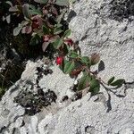 Cotoneaster integrifolius Habitus