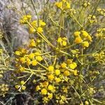 Bupleurum fruticescens Fleur