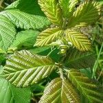 Rubus fruticosus Blatt