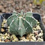 Astrophytum capricorne Leht