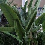 Ravenala madagascariensis Folha