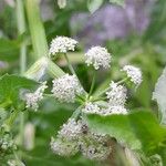 Helosciadium nodiflorum Flower