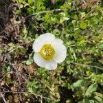 Calochortus gunnisonii Flower