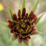 Tragopogon crocifolius Fleur