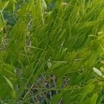 Isatis tinctoria Fruit
