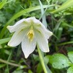 Fritillaria meleagris Kvet