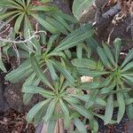 Echium decaisnei Leaf