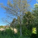 Quercus petraea Hábito