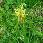 Pedicularis foliosa List