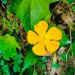 Cucumis melo Flower