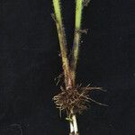 Pedicularis anserantha